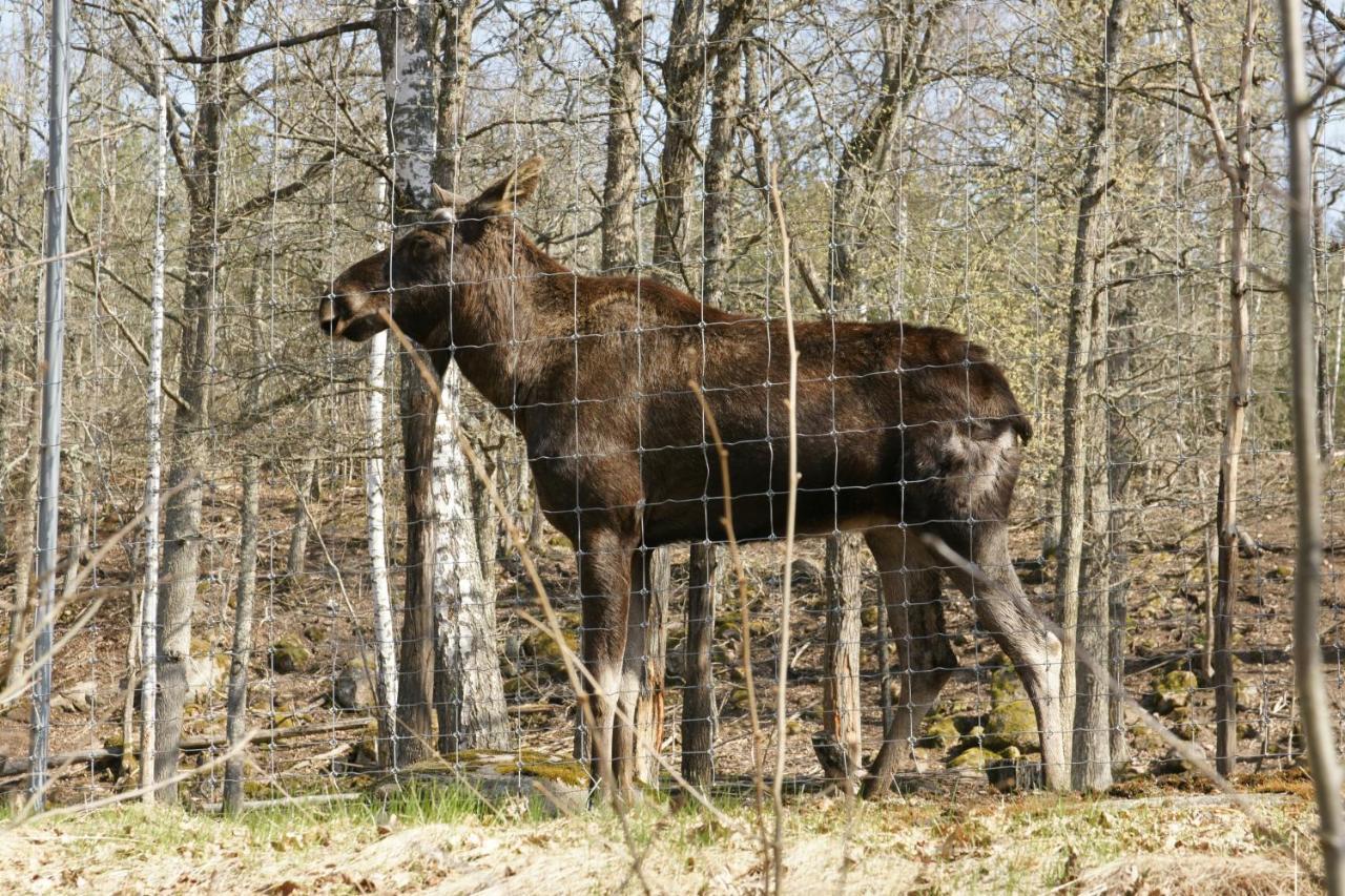 Bjoerkholm - Villa In Målilla Eksteriør bilde